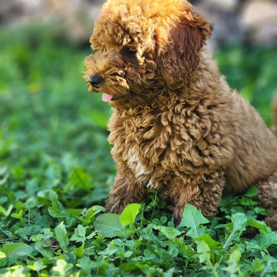 chiot Caniche Fauve rouge Asko Ancoride Élevage du Royaume des P'tits Loups  
