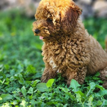 Asko Ancoride Mâle Caniche
