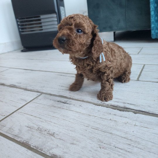 Akiro Ancoride (bleu) Mâle Caniche