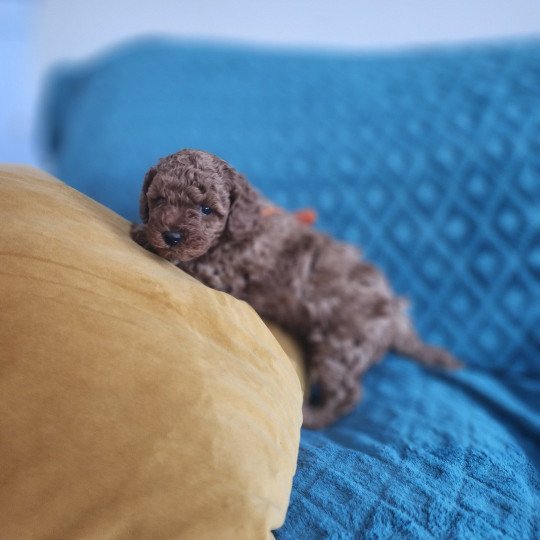 chiot Caniche fauve rouge Anko Ancoride (orange) Élevage du Royaume des P'tits Loups  