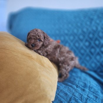 Arko Ancoride (rouge) Mâle Caniche