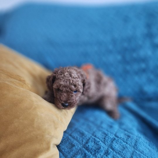 chiot Caniche fauve rouge Anko Ancoride (orange) Élevage du Royaume des P'tits Loups  