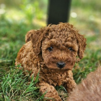 Angel Ancoride Mâle Caniche