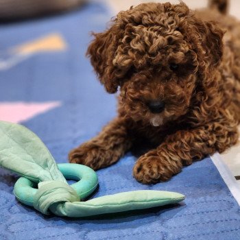 Amber Ancoride Femelle Caniche