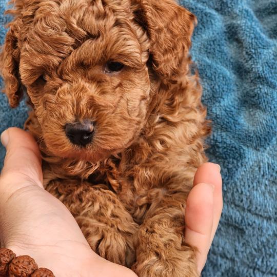 chiot Caniche fauve rouge B Élevage du Royaume des P'tits Loups  