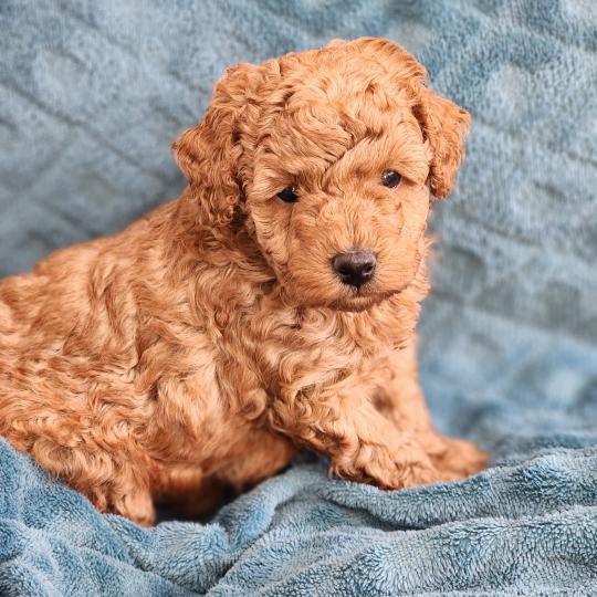 chiot Caniche fauve rouge B Élevage du Royaume des P'tits Loups  