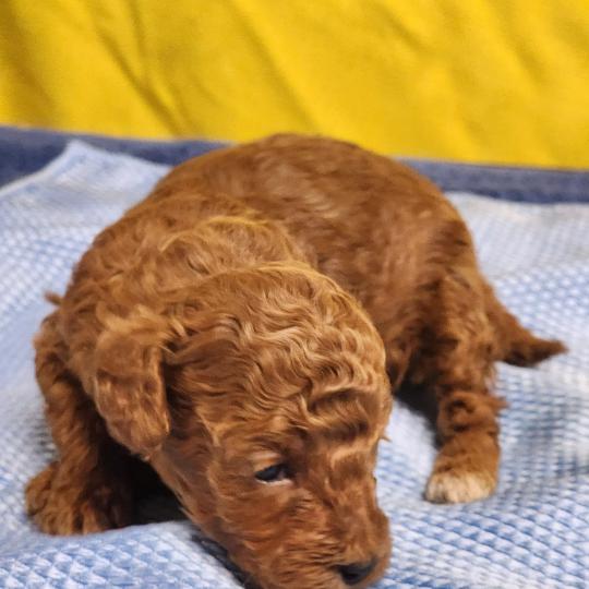 chiot Caniche fauve rouge B Élevage du Royaume des P'tits Loups  