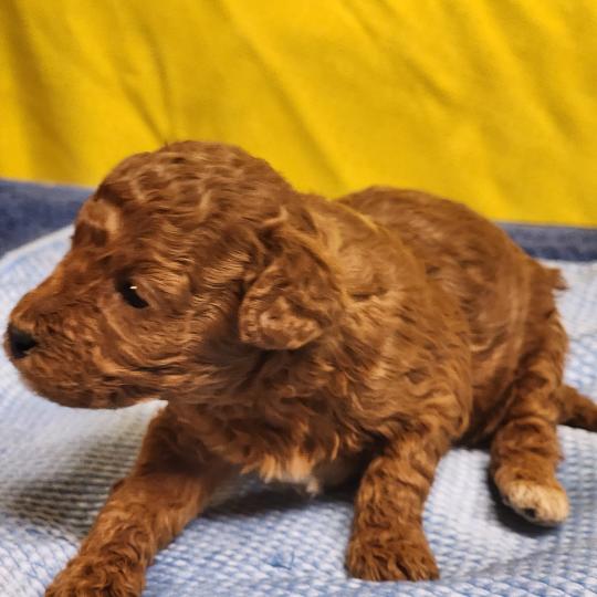 chiot Caniche fauve rouge B Élevage du Royaume des P'tits Loups  