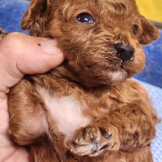 chiot Caniche fauve rouge B Élevage du Royaume des P'tits Loups  