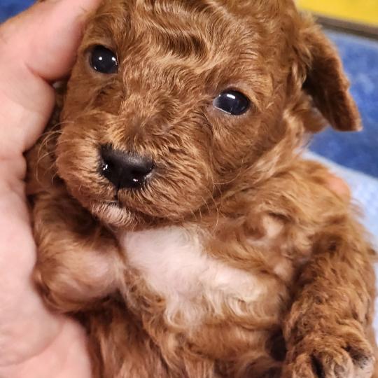 chiot Caniche fauve rouge B Élevage du Royaume des P'tits Loups  