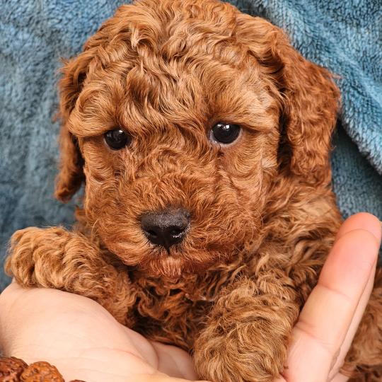 chiot Caniche fauve rouge B Élevage du Royaume des P'tits Loups  
