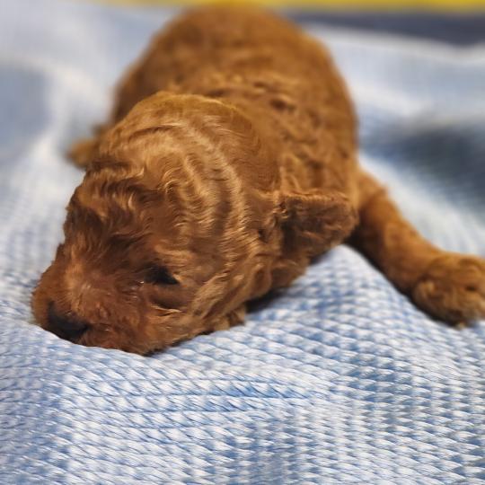 chiot Caniche fauve rouge B Élevage du Royaume des P'tits Loups  