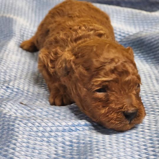 chiot Caniche fauve rouge B Élevage du Royaume des P'tits Loups  