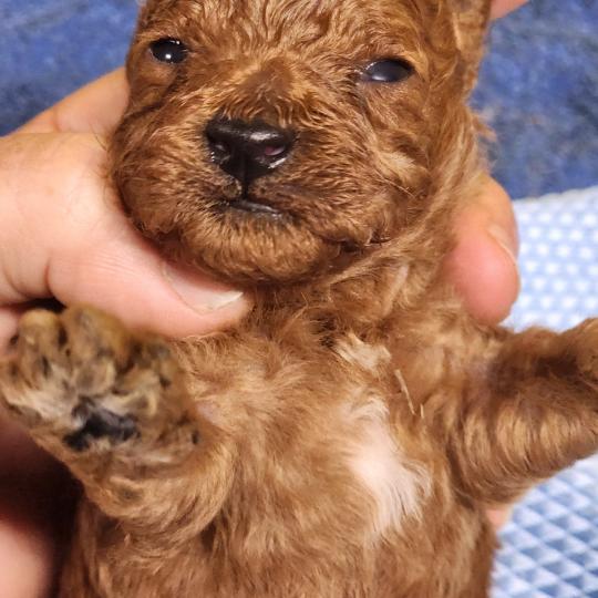 chiot Caniche fauve rouge B Élevage du Royaume des P'tits Loups  