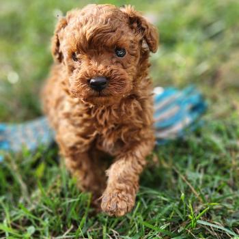 B (Ancoride) Mâle Caniche