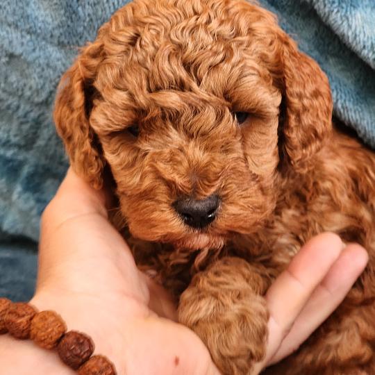 chiot Caniche fauve rouge B Élevage du Royaume des P'tits Loups  