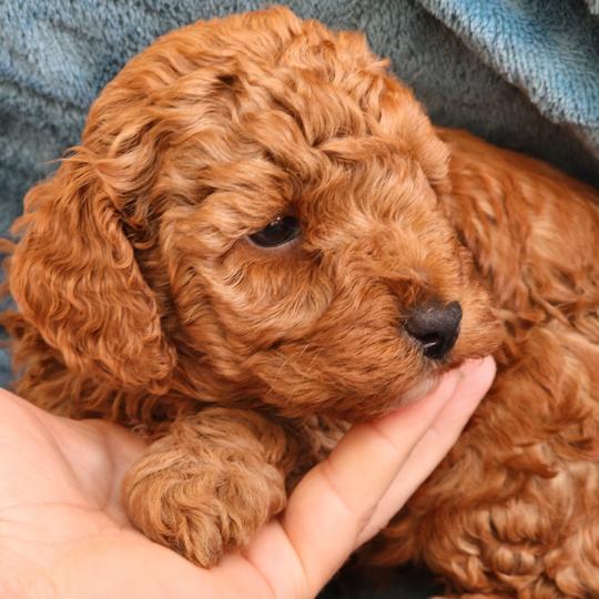 chiot Caniche fauve rouge B Élevage du Royaume des P'tits Loups  