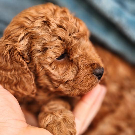 chiot Caniche fauve rouge B Élevage du Royaume des P'tits Loups  
