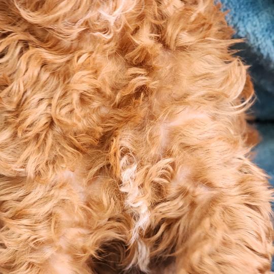 chiot Caniche fauve rouge B Élevage du Royaume des P'tits Loups  