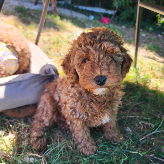 chiot Caniche fauve rouge B Élevage du Royaume des P'tits Loups  