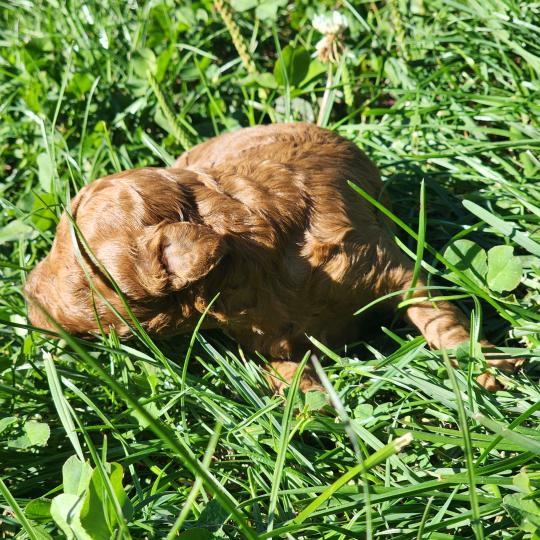 Bop Ancoride Femelle Caniche