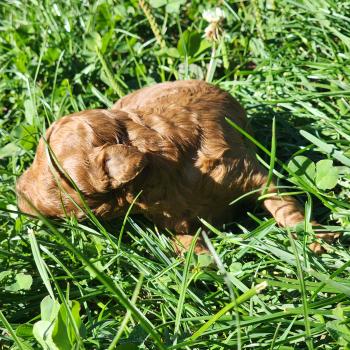 Bop Ancoride Femelle Caniche