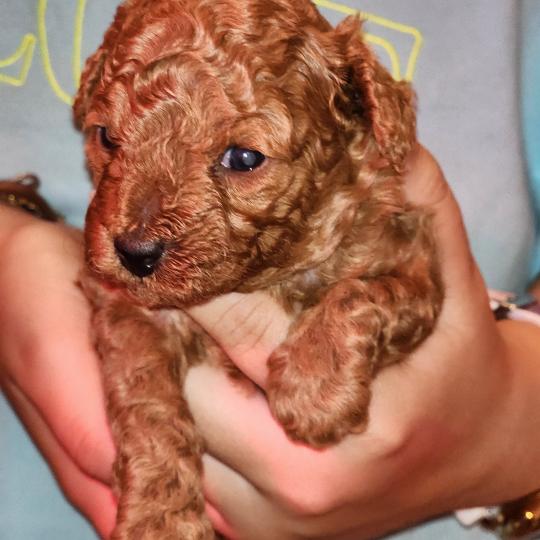 chiot Caniche fauve rouge Bop Ancoride Élevage du Royaume des P'tits Loups  