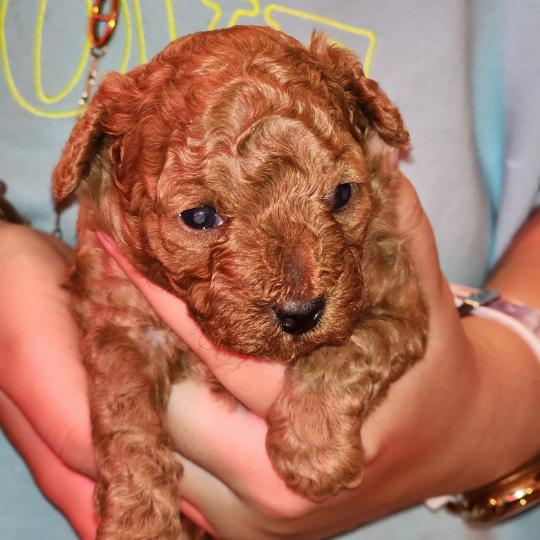 chiot Caniche fauve rouge Bop Ancoride Élevage du Royaume des P'tits Loups  