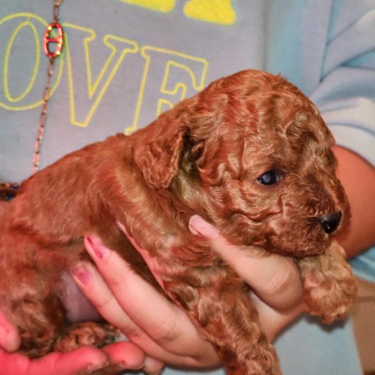 chiot Caniche fauve rouge Bop Ancoride Élevage du Royaume des P'tits Loups  