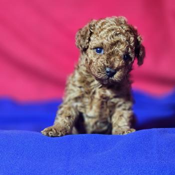 Bop Ancoride Femelle Caniche