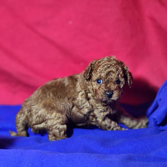 chiot Caniche fauve rouge Bop Ancoride Élevage du Royaume des P'tits Loups  
