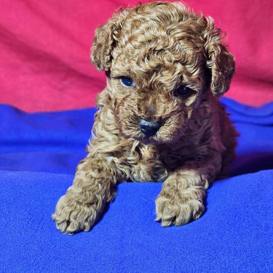 chiot Caniche fauve rouge Bop Ancoride Élevage du Royaume des P'tits Loups  