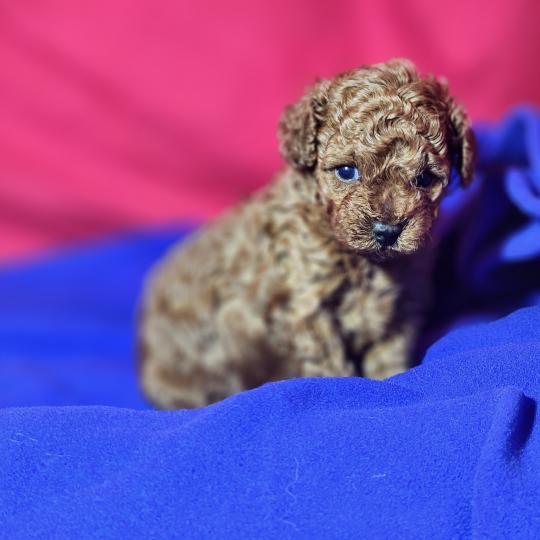 chiot Caniche fauve rouge Bop Ancoride Élevage du Royaume des P'tits Loups  