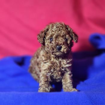 Bop Ancoride Femelle Caniche