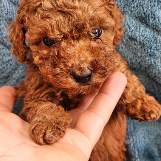 B Femelle Caniche