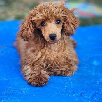 Bipbop Femelle Caniche