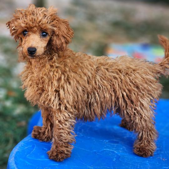 chiot Caniche fauve rouge Bipbop Élevage du Royaume des P'tits Loups  