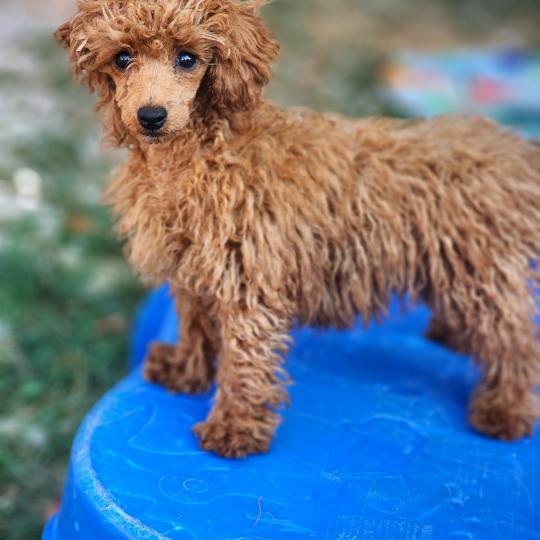 chiot Caniche fauve rouge Bipbop Élevage du Royaume des P'tits Loups  