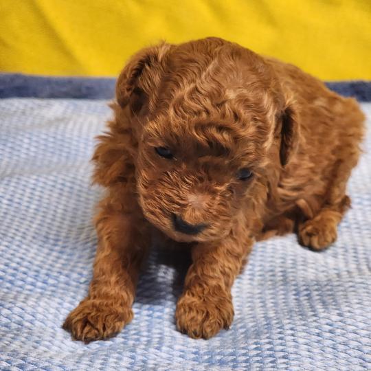 chiot Caniche fauve rouge B Élevage du Royaume des P'tits Loups  