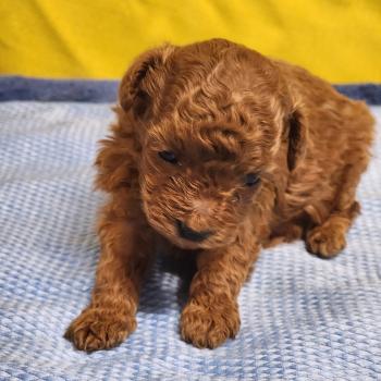 B Femelle Caniche
