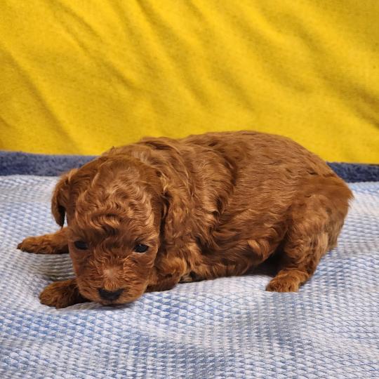 chiot Caniche fauve rouge B Élevage du Royaume des P'tits Loups  