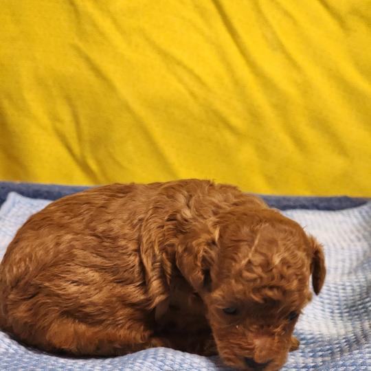 chiot Caniche fauve rouge B Élevage du Royaume des P'tits Loups  