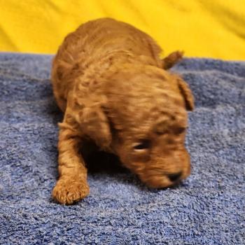 B Femelle Caniche