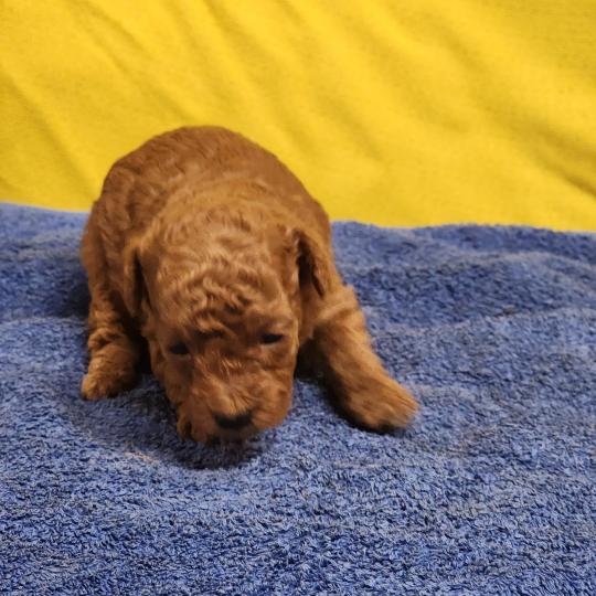 chiot Caniche fauve rouge B Élevage du Royaume des P'tits Loups  
