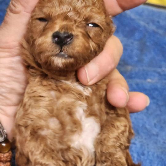 chiot Caniche fauve rouge B Élevage du Royaume des P'tits Loups  