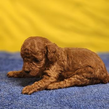 B Femelle Caniche