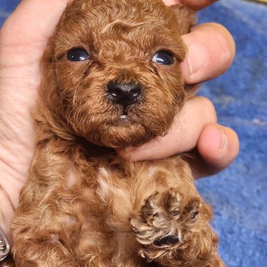 chiot Caniche fauve rouge B Élevage du Royaume des P'tits Loups  