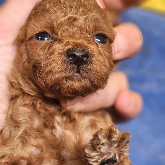 chiot Caniche fauve rouge B Élevage du Royaume des P'tits Loups  