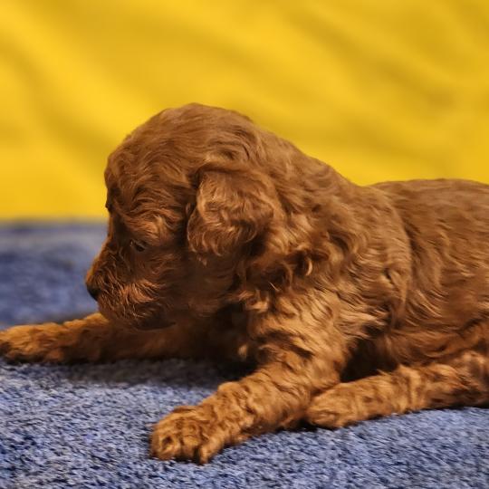 chiot Caniche fauve rouge B Élevage du Royaume des P'tits Loups  