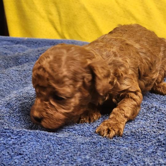 chiot Caniche fauve rouge B Élevage du Royaume des P'tits Loups  
